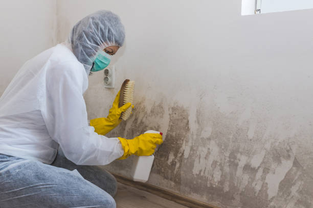 Mold Remediation for Vacation Homes in Tillamook, OR